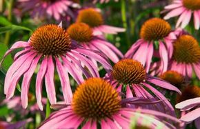 Purple Coneflower's tall stalks make itideal for a wildflower border.