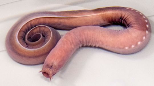 Hagfish: This Eel-like Slime Machine Is a Predator's Nightmare