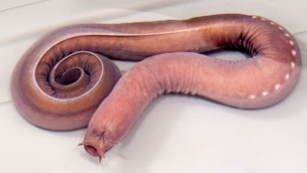 hagfish