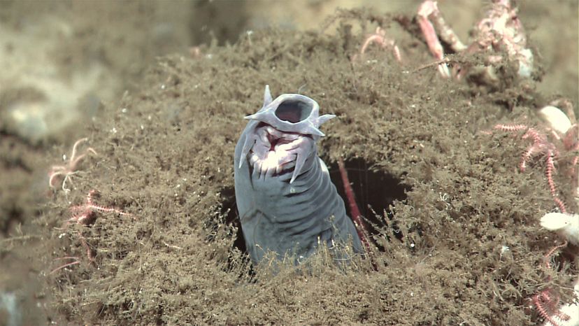 Slime Eels' Explode on Highway After Bizarre Traffic Accident