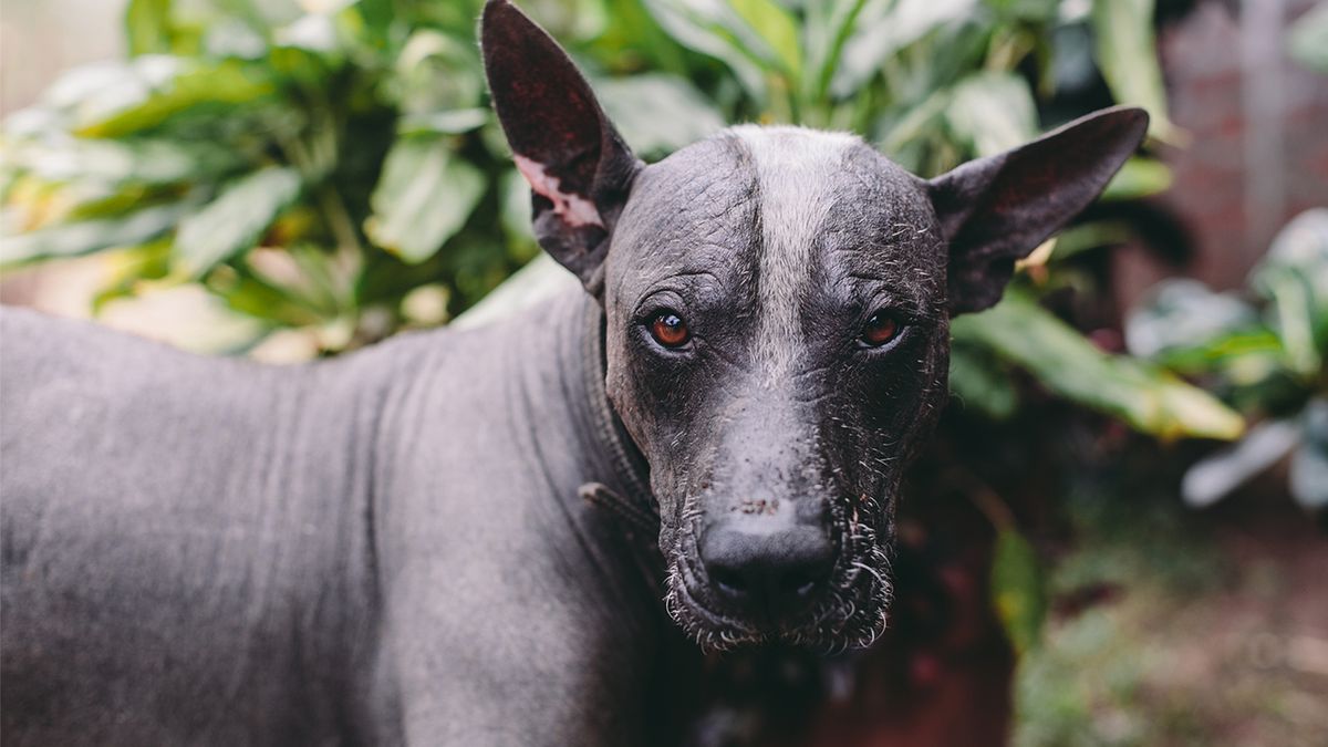 Coated store mexican hairless