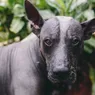 Xoloitzcuintli:墨西哥无毛狗狗,古老的黑社会指南”width=