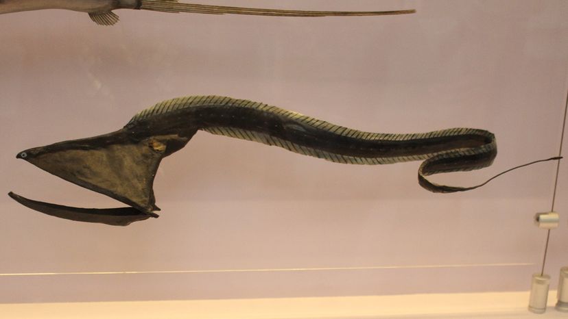 Pelican eel