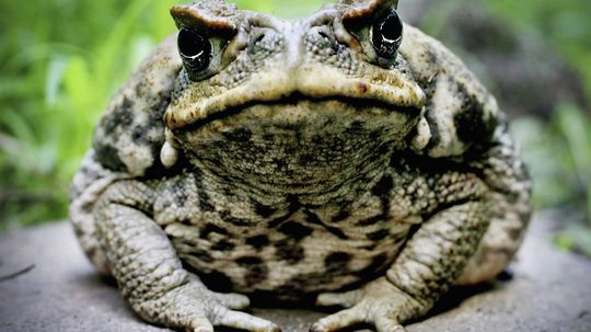 Are there really hallucinogenic frogs?