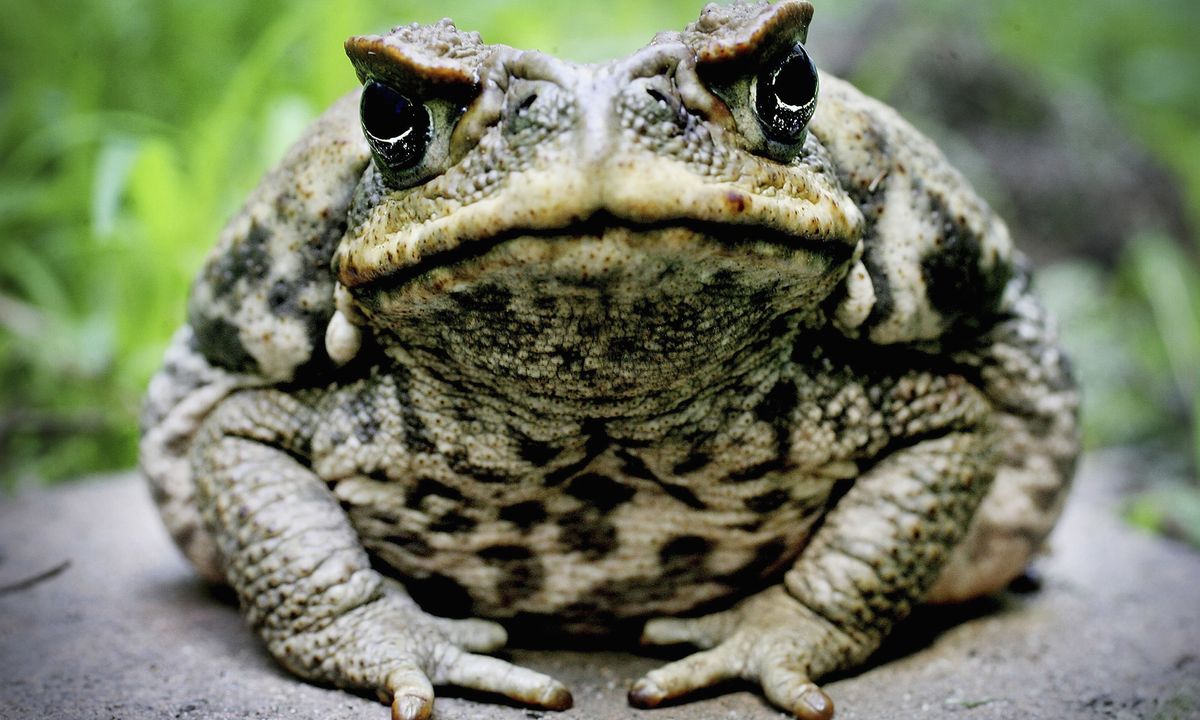 Are there really hallucinogenic frogs? | HowStuffWorks