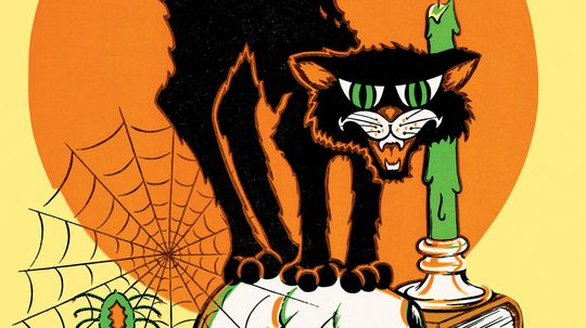 Bats, Cats and Spiders: Halloween's Animal Kingdom Quiz