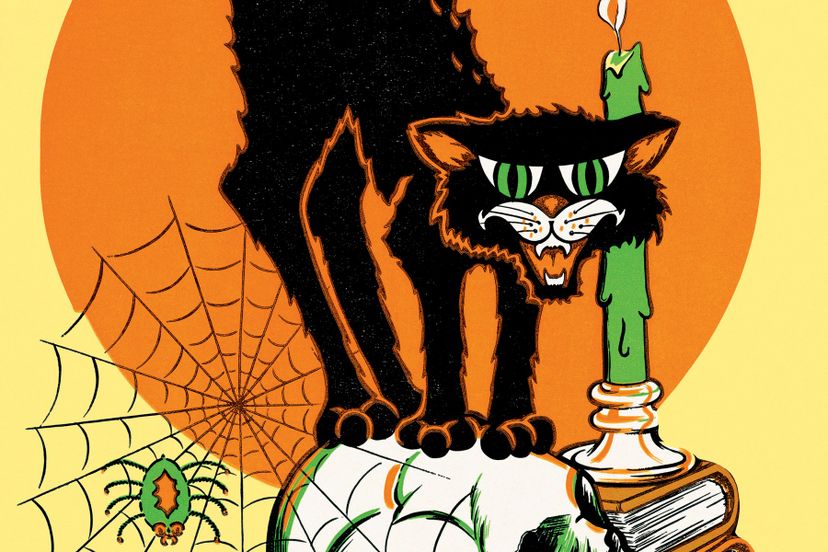 Bats, Cats and Spiders: Halloween's Animal Kingdom Quiz