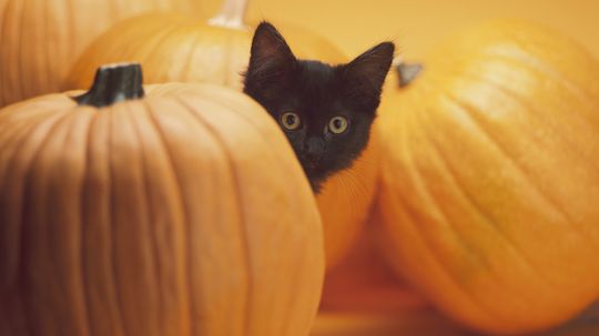 10 Fun Halloween Facts for Families