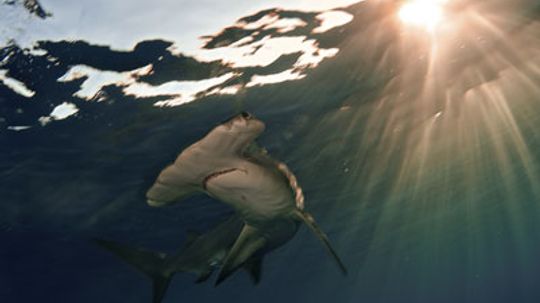 How Hammerhead Sharks Work