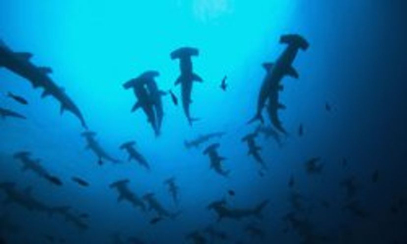 The Ultimate Hammerhead Shark Quiz
