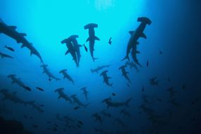 The schooling tendencies of scalloped hammerheads make them unique among sharks.