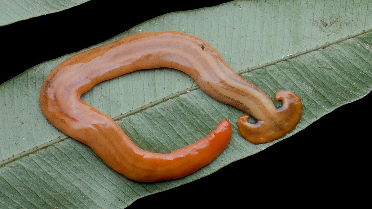 Hammerhead Worms Are Toxic and Invasive, But Are They Dangerous
