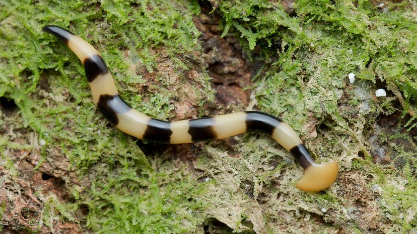 Hammerhead worm