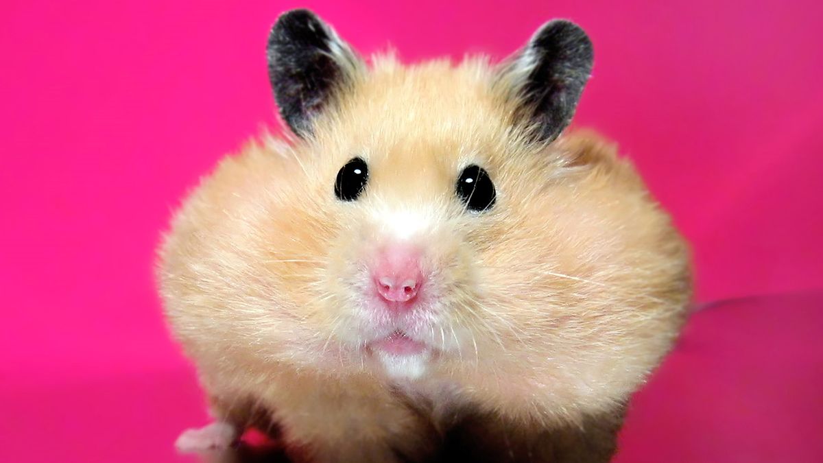 Fluffy syrian hamster close up face Stock Photo