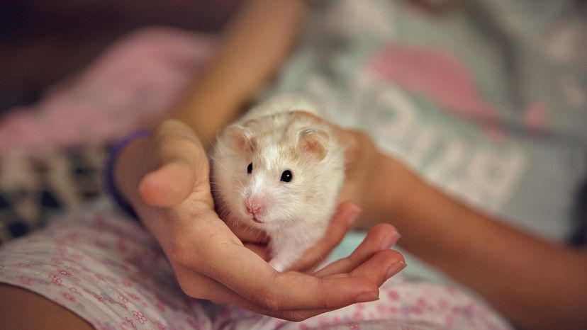 Hamster being held