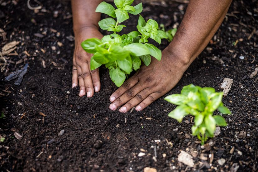 Closeup of hands planting vegetables in community garden