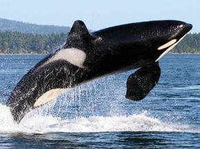 People seem to like hearing about your orca whale watching trip more than they like hearing about your new car.