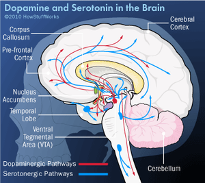 dopamine and serotonin in the brain