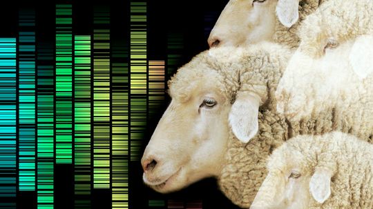 为什么有些动物比其它动物更加难以克隆?”width=