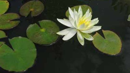 Hardy Water Lily