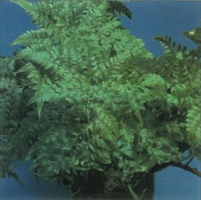 The fronds of hare's foot fern are typically fernlike.See more pictures of ferns.