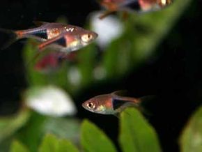 Harlequin Rasbora -- rasbora heteromorpha