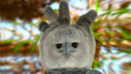 Harpy Eagle：可怕的Apex Predator还是令人毛骨悚然的万圣节服装？“border=