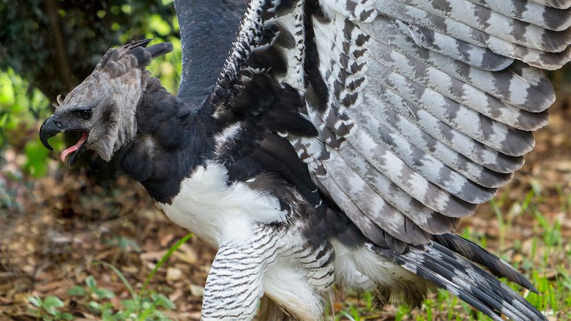 The Harpy Eagle: Terrifying Apex Predator or Creepy Halloween