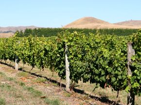 新西兰的霍克湾地区是一个主要的葡萄种植和葡萄酒酿造区，在全国葡萄酒总产量中排名第二。查看我们收藏的葡萄酒图片。­＂width=