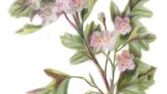Hawthorn: Herbal Remedies