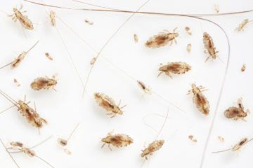 Head lice at various stages of development from egg to imago ( adult ) on white background