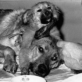 A two-headed dog created by Soviet scientist Dr. Vladimir Demikhov in a transplanting experiment is fed by unidentified laboratory assistants on April 15, 1959.
