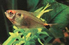 Freshwater Aquarium Fish