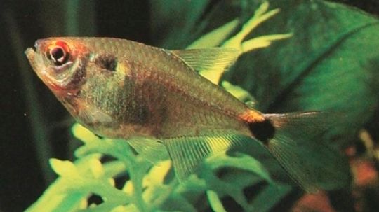 Head and Tail Light Tetra