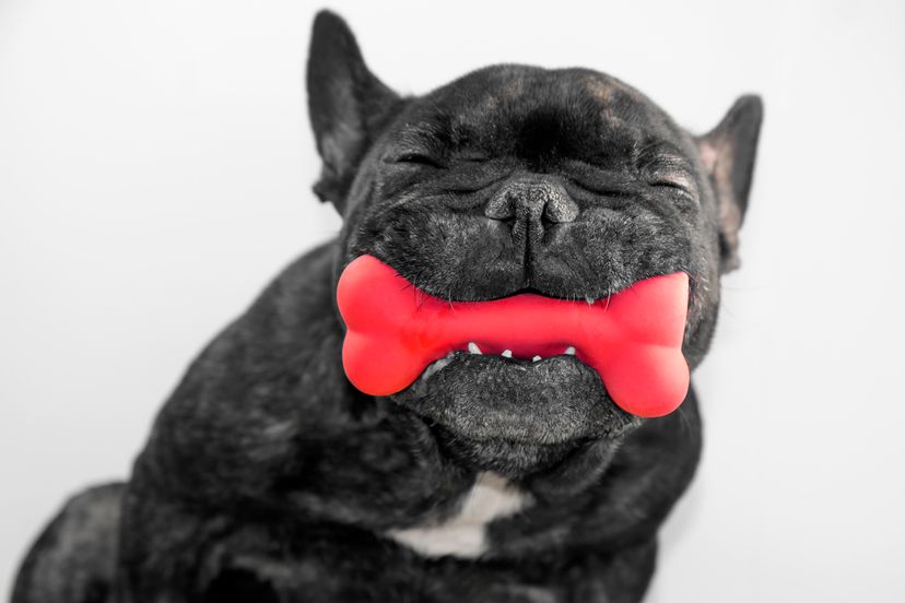 Black French bull dog with a red rubber bone in its mouth