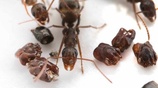 Headhunter Ants Decorate Their Nests With Skulls
