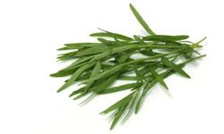 tarragon