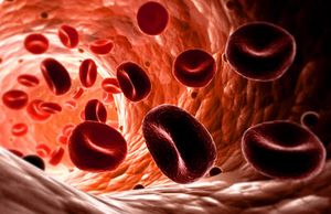 Red blood cells in artery