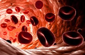 Red blood cells in artery