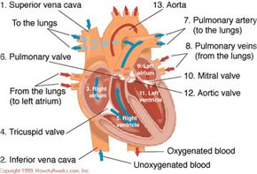 How Blood Flows Through the Heart & Body