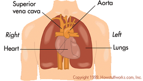 How Your Heart Works