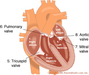 artificial heart diagram