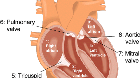 What determines the rhythm of your heart?