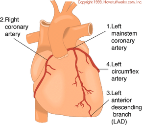 coronary arteries supply