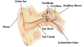 The human auditory system. The cochlea is the seashell-shaped part of the ear that houses the hair cells.