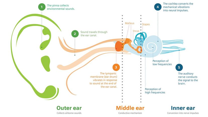 how hearing works