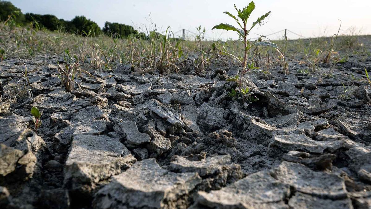 'Heatflation': How High Temperatures Send Food Prices Soaring - Vimarsana News
