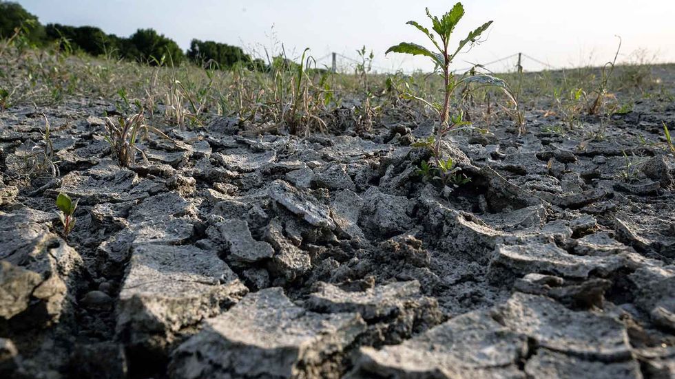 'Heatflation': How High Temperatures Send Food Prices Soaring