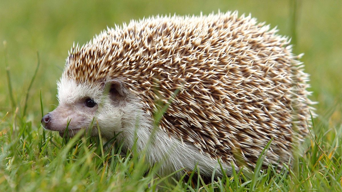 wild african pygmy hedgehog