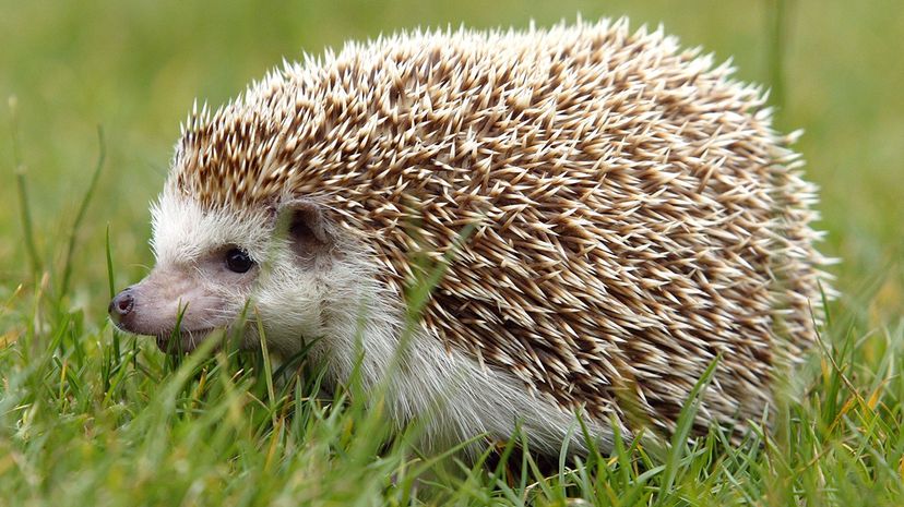 When hedgehogs are injured or have an infection, air stuck beneath their skin can cause them to inflate like balloons. Justin Sullivan/Getty Images